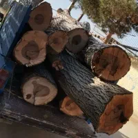 خرید چوب گردو صنوبر  بید سرشاخه  ۵تا ۱۶هزار ...