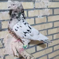 نره سرور|پرنده|میبد, |دیوار