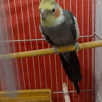 عروس هلندی نر سخنگو