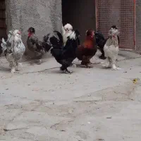 خروس با لغ جوان زینتی