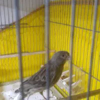 قناری ماده آماده جفت کردن