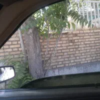 سیب درجه ۱