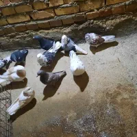 13تا کفتر برای فروش