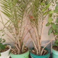 کاشت انواع مرکبات وپاجوش نخل