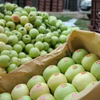 خرید سیب و اجاره باغات سیب|خدمات باغبانی و درختکاری|اهر, |دیوار