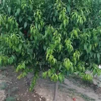 فروش-باغ-میوه-هلو-شلیل-انجیری-آلوطلایی