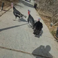 بوقلمون|حیوانات مزرعه|نیریز, |دیوار