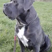 ژرمن شو کنکورسو گریتدین خاص با کیفیت بدون مشابه