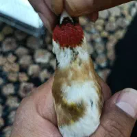 سهره گل قفل اتیقه