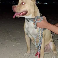 سگ پیتبول نر یکساله|سگ|گنبد کاووس, |دیوار