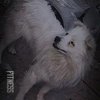 سگ.|سگ|زرند, |دیوار