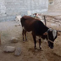 سلام ‌فروش‌گاو‌باگوساله‌وشتر|حیوانات مزرعه|میناب, |دیوار