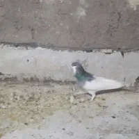کفتر شهری پلاکی|پرنده|شیراز, قلعه شاهزاده بیگم|دیوار