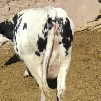 گاو شیری گوساله دار