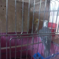 دو عروس بالغ خوب