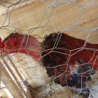 لاری اصل قیمت مناسب مرغ وخروس