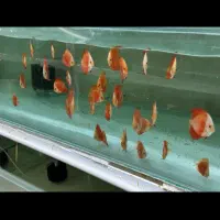 دیسکس|ماهی|پردیس, فاز ۱|دیوار