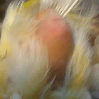 قناری ماده پس کوزه ای آماده|پرنده|قم, بکایی|دیوار