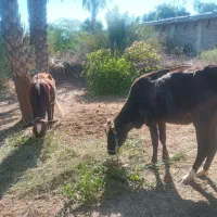 دتا گاو ماده با یه گوساله نر شیرخوار