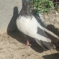 سینه قهوه ای ماده|پرنده|بختگان, |دیوار