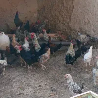 جوجه محلی خانگی