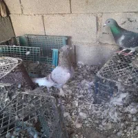 کفتر رنگی|پرنده|امیدیه, |دیوار