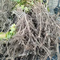 نهال انگور بادام انار انجیر|خدمات باغبانی و درختکاری|زرندیه, |دیوار