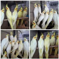 مرغ عشق برزیلی عروس هلندی قناری فنچ گرینچیک