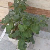 گلهای سرحال لطفا مشتری واقعی اس ام اس بدین