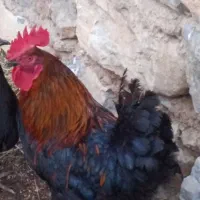 خروس|حیوانات مزرعه|سیلوانه, |دیوار