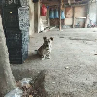 سگ پاکوتاه خارجی