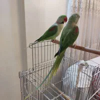 پرندگان|پرنده|تهران, مدائن|دیوار