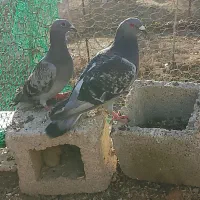 کبوتر پلاکی