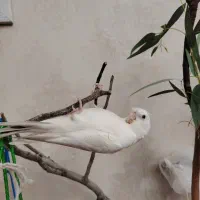 عروس هلندی گمشده