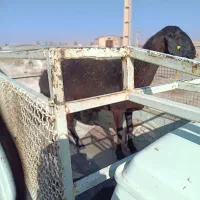 فروش میش چینی قندوزی وبز صلاله آهویی|حیوانات مزرعه|راور, |دیوار