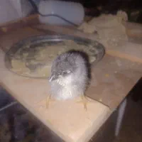 تخم مرغ نطفه دار گلین|حیوانات مزرعه|نجف‌آباد, یزدانشهر|دیوار