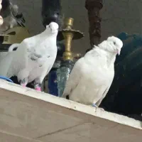 جفت دم سیاه ۴۰سانتی هم فروش هم معاوضه