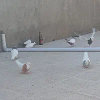 کبوتر