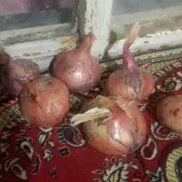 فروش پیاز محلی هوراند