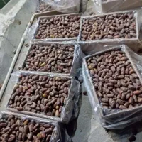 شندشکن با رنگو دارم خراج