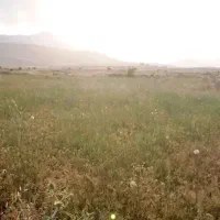 کاه سیاه دانه