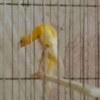 قناری جیبوس نر