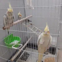 ۳ عروس هلندی
