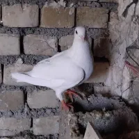 کفتر|پرنده|تربت جام, معدآباد|دیوار