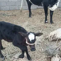 گاو فروشی برای مالداری|حیوانات مزرعه|هیدوچ, |دیوار