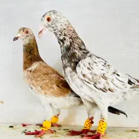 هفرنگ خطی،سرخ هفرنگ،زرد بتو،زردهفرنگ