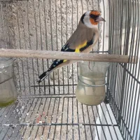 سهره جوجه سال