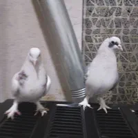 دو عدد عتیقه قشنگ