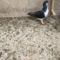 کفتر|پرنده|شیراز, سینما سعدی|دیوار