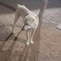 سگ دهن پاک گله ای